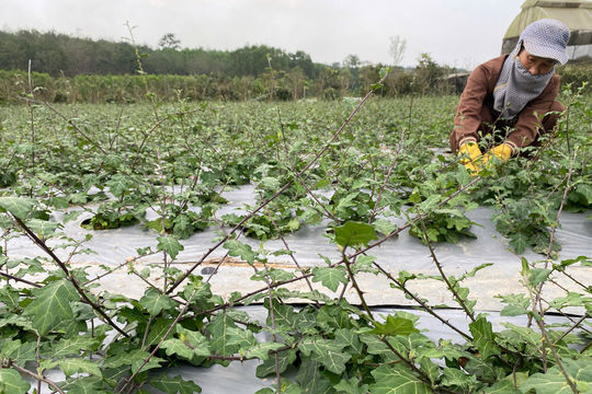 Khởi nghiệp xanh, đưa dược liệu Việt sang thị trường Mỹ
