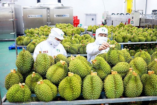 Sầu riêng hướng mốc 4,5 tỷ USD, doanh nghiệp đứng trước cơ hội vàng