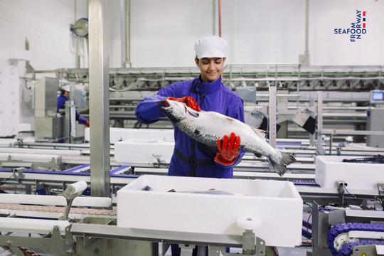 Cá hồi Na Uy và hành trình trở thành nguyên liệu quen thuộc trong sushi