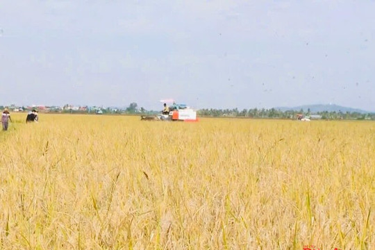 Doanh nghiệp nông sản Hải Phòng vượt rào cản SPS để mở rộng xuất khẩu