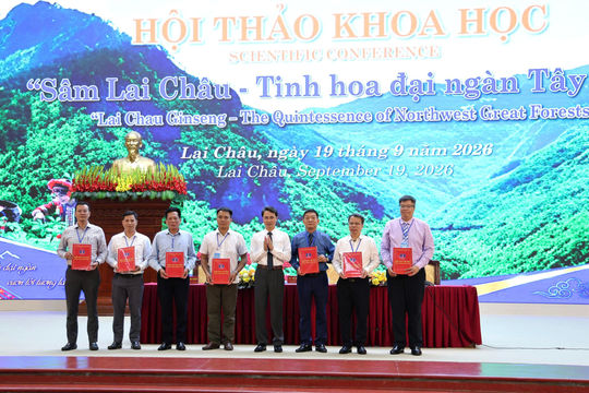 Sâm Lai Châu - "báu vật" đại ngàn Tây Bắc