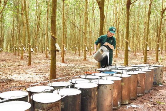 Triển vọng ngành cao su: Giằng co giữa kỳ vọng bứt phá và áp lực điều chỉnh