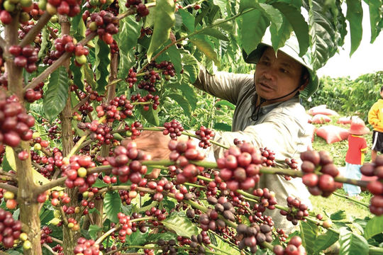 Quảng Ngãi: Kiến tạo hệ sinh thái nông nghiệp xanh, tuần hoàn