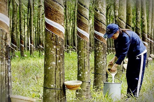 Ngành cao su Việt Nam trước bước ngoặt tái cấu trúc