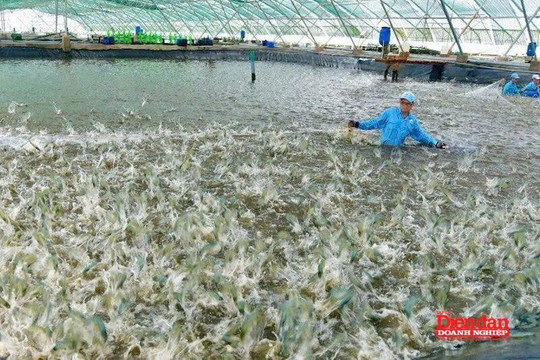 Chuẩn hóa chuỗi giá trị, nâng sức cạnh tranh ngành tôm