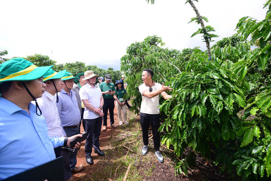Phân bón Cà Mau khẳng định thương hiệu Robusta Việt từ chất lượng vùng trồng