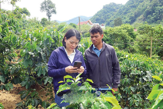 "Phép thử" dữ liệu cà phê Việt Nam
