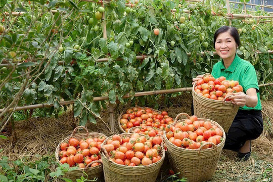 Để phụ nữ khởi nghiệp vươn xa trên thị trường