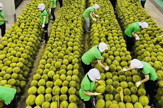 Doanh nghiệp kiến nghị minh bạch mã số vùng trồng, gỡ nút thắt xuất khẩu sầu riêng