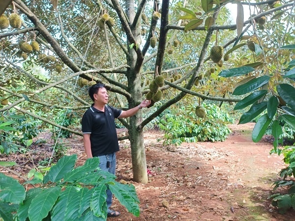 Vụ hợp tác xã tại Đắk Lắk kêu cứu: Chính thức hủy “Quyết định trái luật”