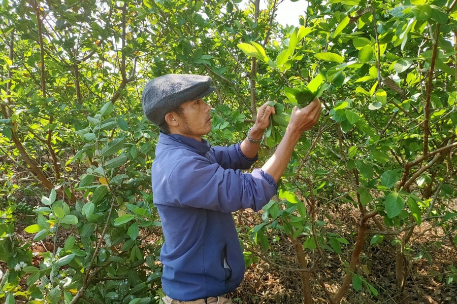 Câu chuyện vượt khó khởi nghiệp thành công của anh nông dân tỉnh Gia Lai