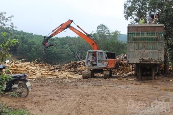 Thanh Hóa: Cần đưa các cơ sở thu mua sản xuất lâm sản và trạm cân vào đúng quy hoạch
