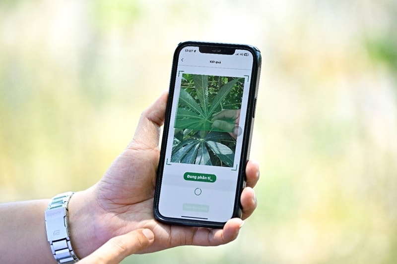 Dự án khoai mì bền vững của Ajinomoto giúp tăng năng suất, kháng bệnh khảm lá