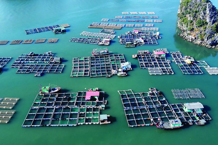 Giải bài toán nuôi biển: Quy hoạch, phát triển các cụm công nghiệp