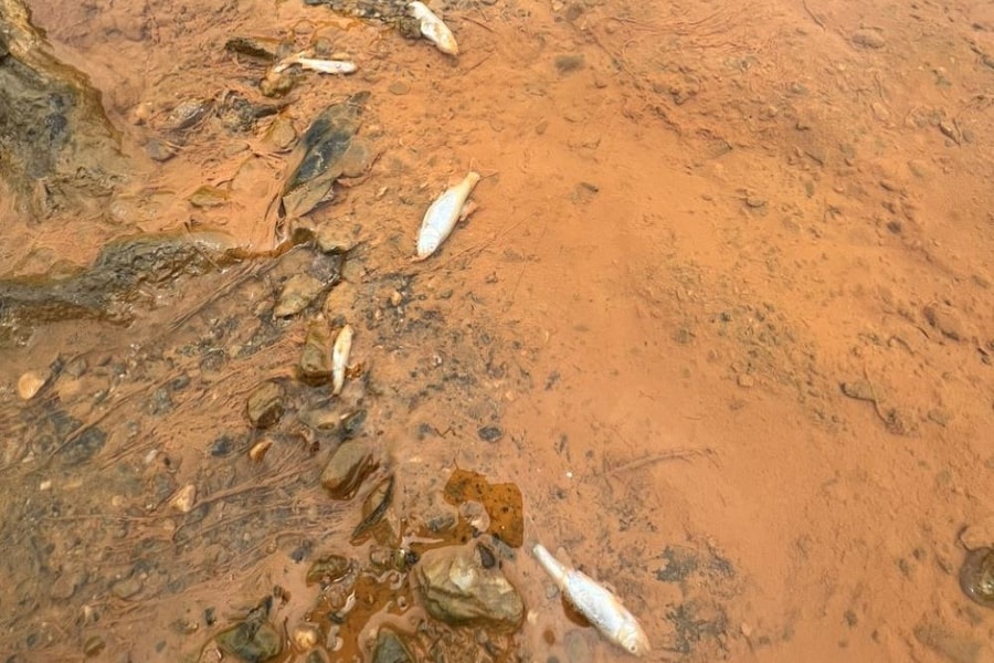 Vụ suối Bắc bị "bức tử": Sở TN&MT tỉnh Nghệ An nói gì?