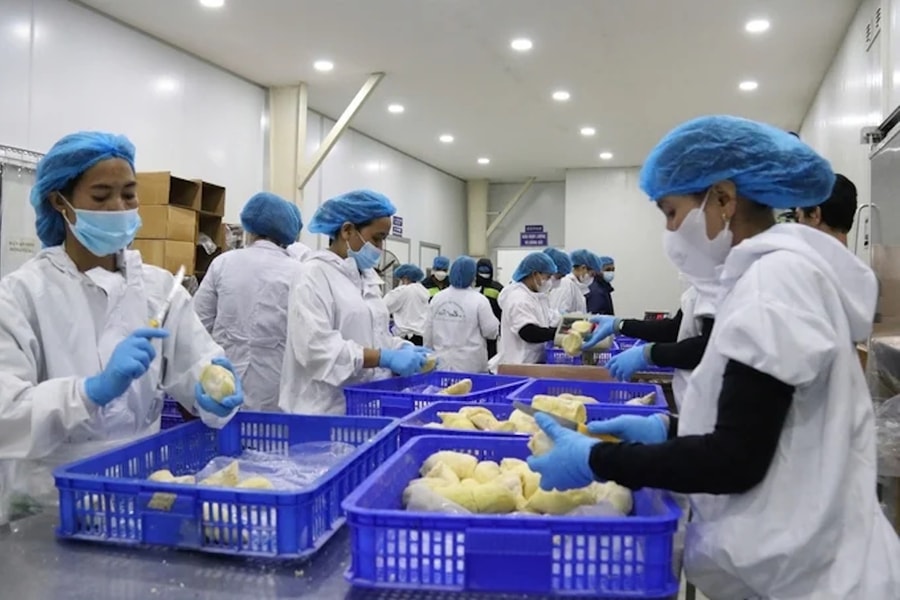 Kỳ vọng từ việc xuất khẩu chính ngạch sầu riêng cấp đông