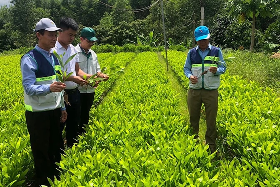 Thúc đẩy thị trường tín chỉ carbon trong ngành nông nghiệp