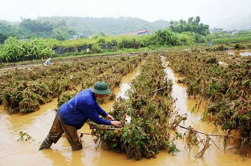 Trình tự, thủ tục hỗ trợ thiệt hại do thiên tai, dịch bệnh thực vật còn thiếu hợp lý