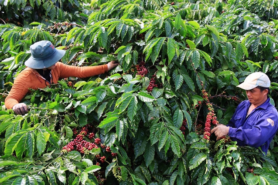 Lùi thời gian áp dụng EUDR, doanh nghiệp nông nghiệp thêm thời gian chuẩn bị