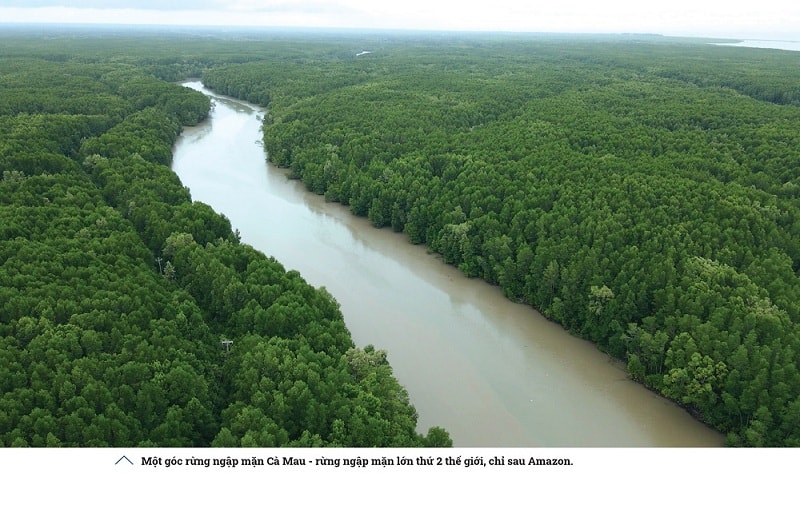 Hàng rào của những cánh rừng Net Zero