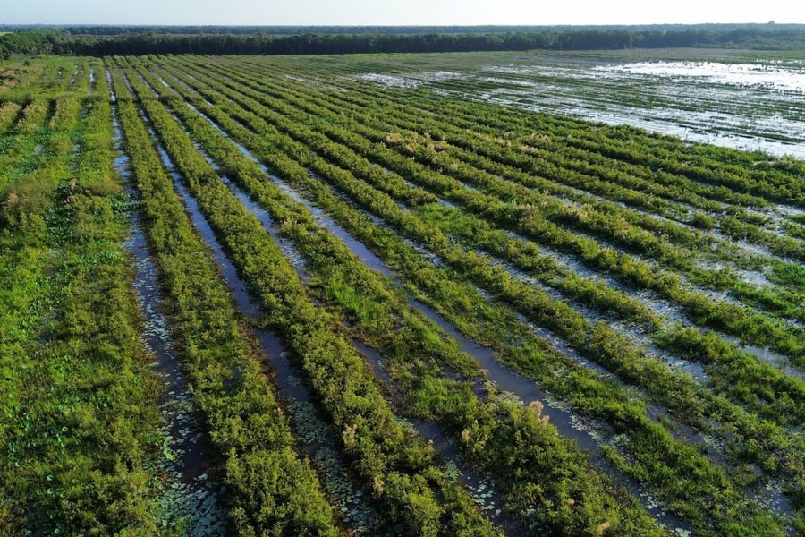 C.P. Việt Nam: Bàn giao dự án phục hồi 17 hecta rừng tràm tỉnh Long An