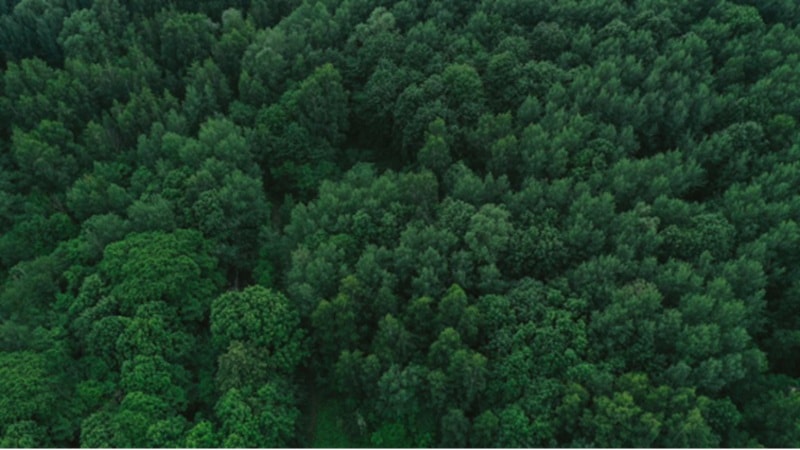 BCG ECO đẩy mạnh hợp tác với các đối tác quốc tế để phát triển lĩnh vực tài chính khí hậu