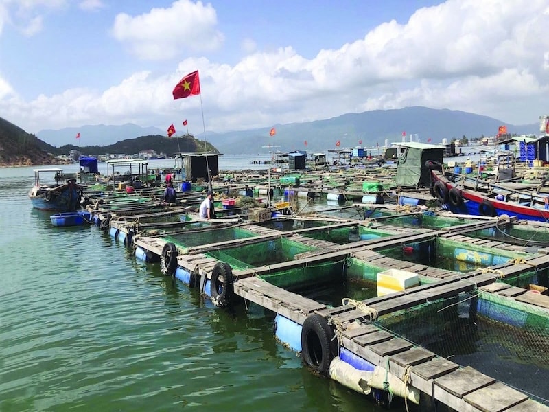 Phát triển kỹ năng ngành nuôi biển công nghiệp để tham gia vào chuỗi giá trị toàn cầu