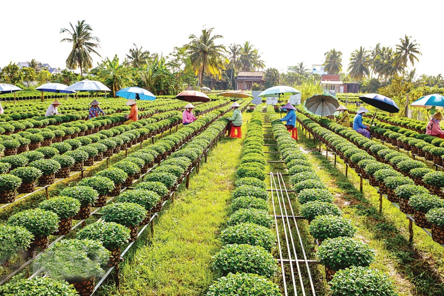 Bến Tre: Chợ Lách thu hút đầu tư từ tài nguyên bản địa