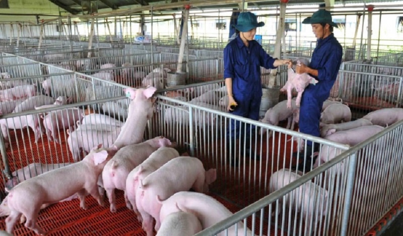 Ngành chăn nuôi heo sẽ bước vào giai đoạn chuyển đổi quan trọng