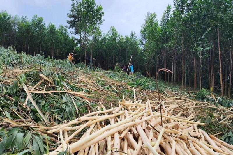 Quảng Ngãi: Tăng cường các biện pháp quản lý bảo vệ rừng và đa dạng sinh học