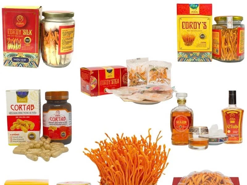 Nấm Hòa Long cho sức khỏe hóa rồng