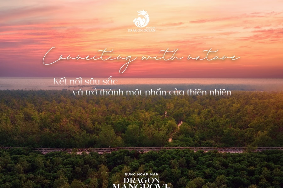 Hành trình khám phá rừng ngập mặn sinh thái Dragon Mangrove Forest tại Hải Phòng