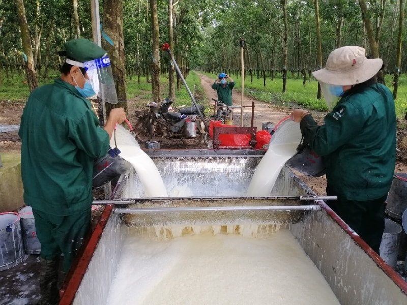 Giá bán mủ cao su tăng cao, TRC lãi lớn