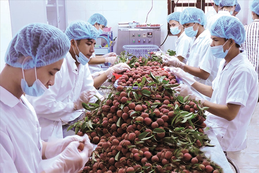 “Cơ hội xanh” để xuất khẩu vào EU: Thúc đẩy chuyển đổi xanh