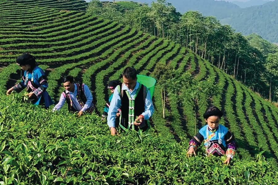 Lào Cai: Thúc đẩy nông nghiệp hàng hóa