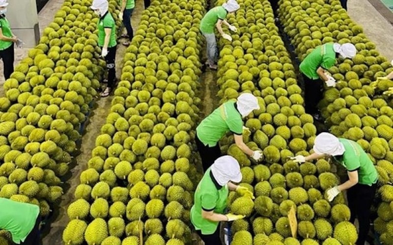 Xuất khẩu rau quả: Đầu "không xuôi", đuôi "khó lọt"