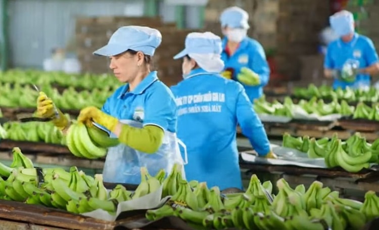 Lãi lớn nhờ chuối, HAG sắp đạt mục tiêu xóa lỗ lũy kế