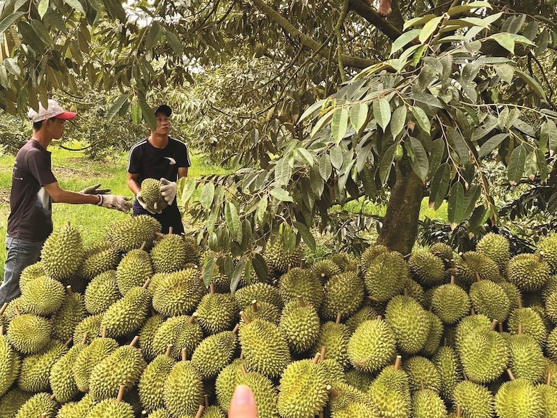 Xử lý nghiêm gian lận mã số vùng trồng sầu riêng