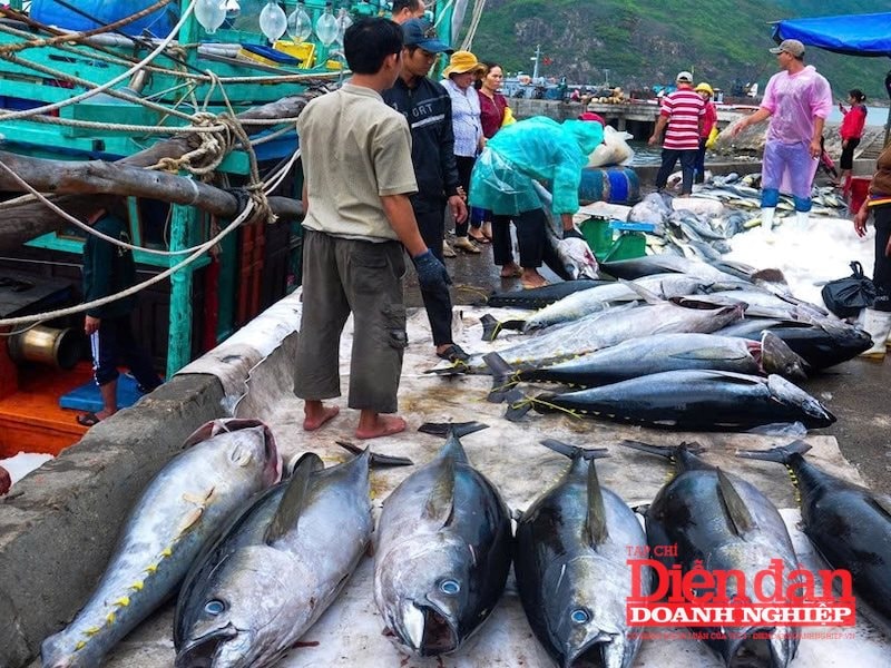 Quy định kích thước cá ngừ vằn: Doanh nghiệp “đứng hình” vì quy chuẩn nội địa?