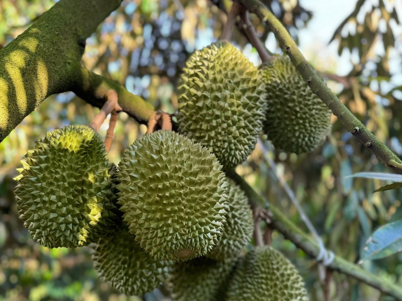 Sầu riêng “gặp khó”, doanh nghiệp “chỉ mặt” nguyên nhân