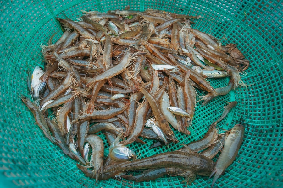 Giải bài toán vi nhựa trong ngành thủy sản