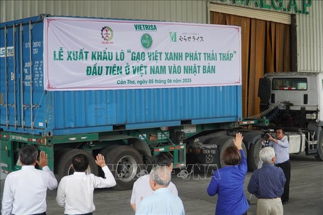 500 tấn gạo xanh sang Nhật: Bước ngoặt cho ngành lúa gạo Việt Nam