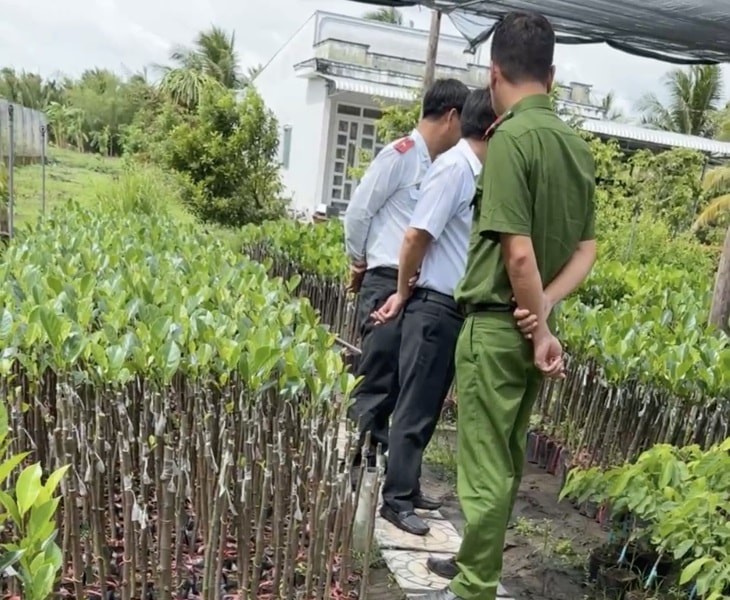 Cây đúng giống, vẫn “dính đòn” vì thiếu... “chứng chỉ ghép cây”