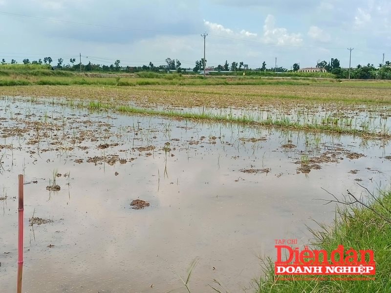 Hải Phòng: đẩy nhanh tiến độ xây dựng khu tái định cư phục vụ dự án đường sắt