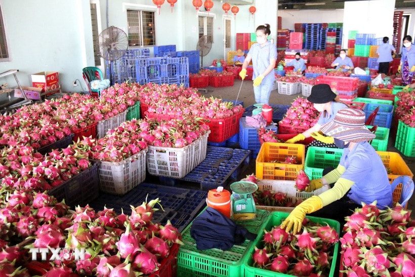 Thủ tướng yêu cầu gỡ vướng thủ tục để giải cứu thanh long, hồ tiêu xuất khẩu