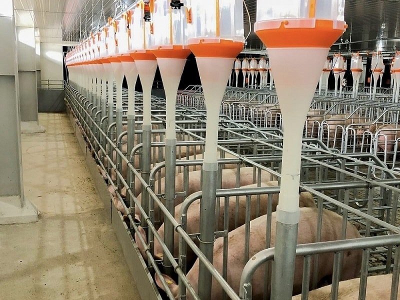 Sửa Luật Thuế GTGT: Gỡ mâu thuẫn, giảm gánh nặng cho chăn nuôi