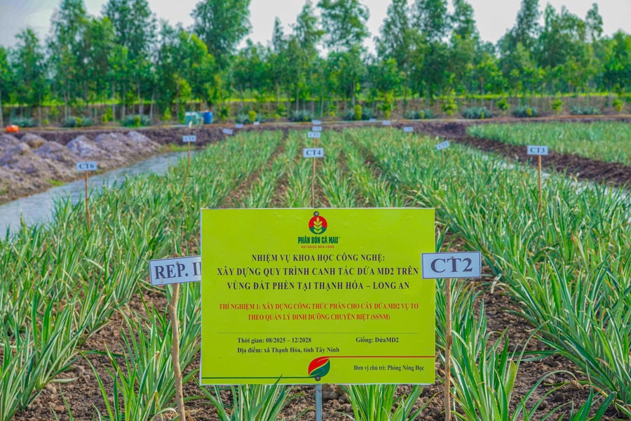 R&D PVCFC chiến lược phát triển lõi, bệ phóng tăng trưởng dài hạn của DCM