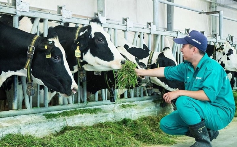 Hội Chăn nuôi kêu cứu trước nguy cơ “mất gốc” ngành sữa