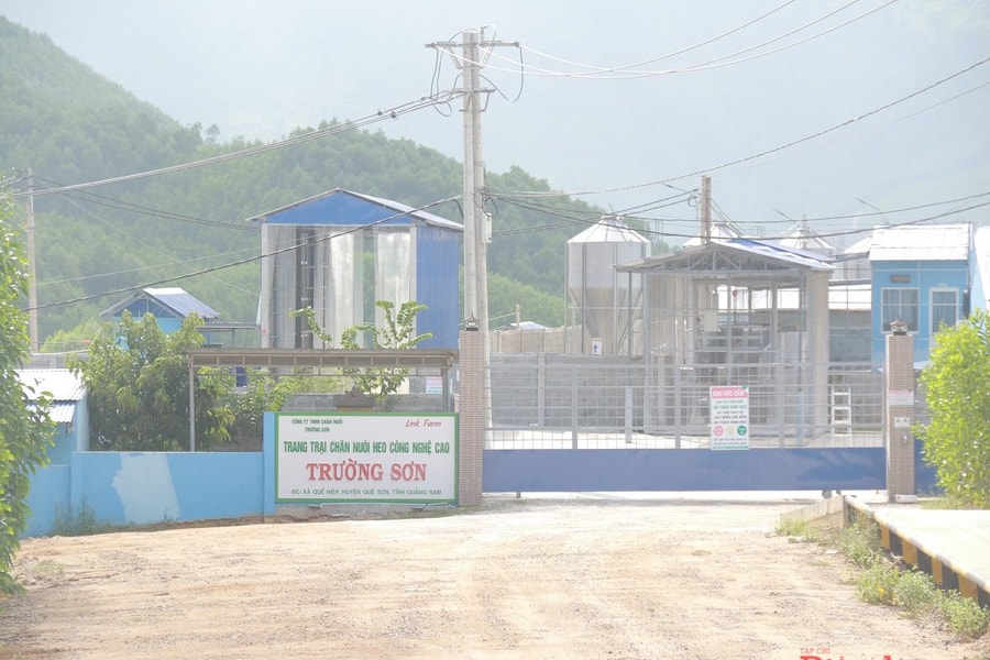 Đà Nẵng: Doanh nghiệp chăn nuôi heo tiếp tục bị tố gây ô nhiễm môi trường