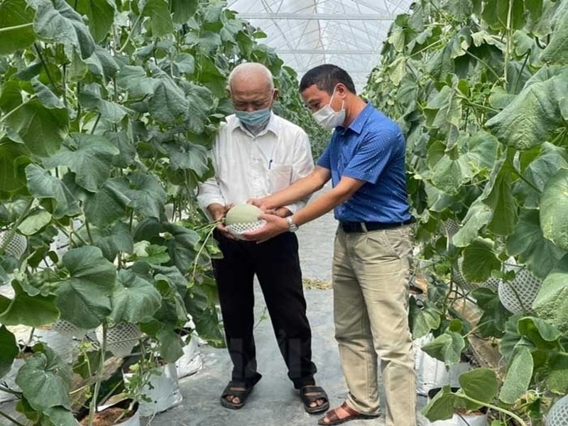 Hải Phòng: Tích tụ ruộng đất cho nông nghiệp công nghệ cao cất cánh